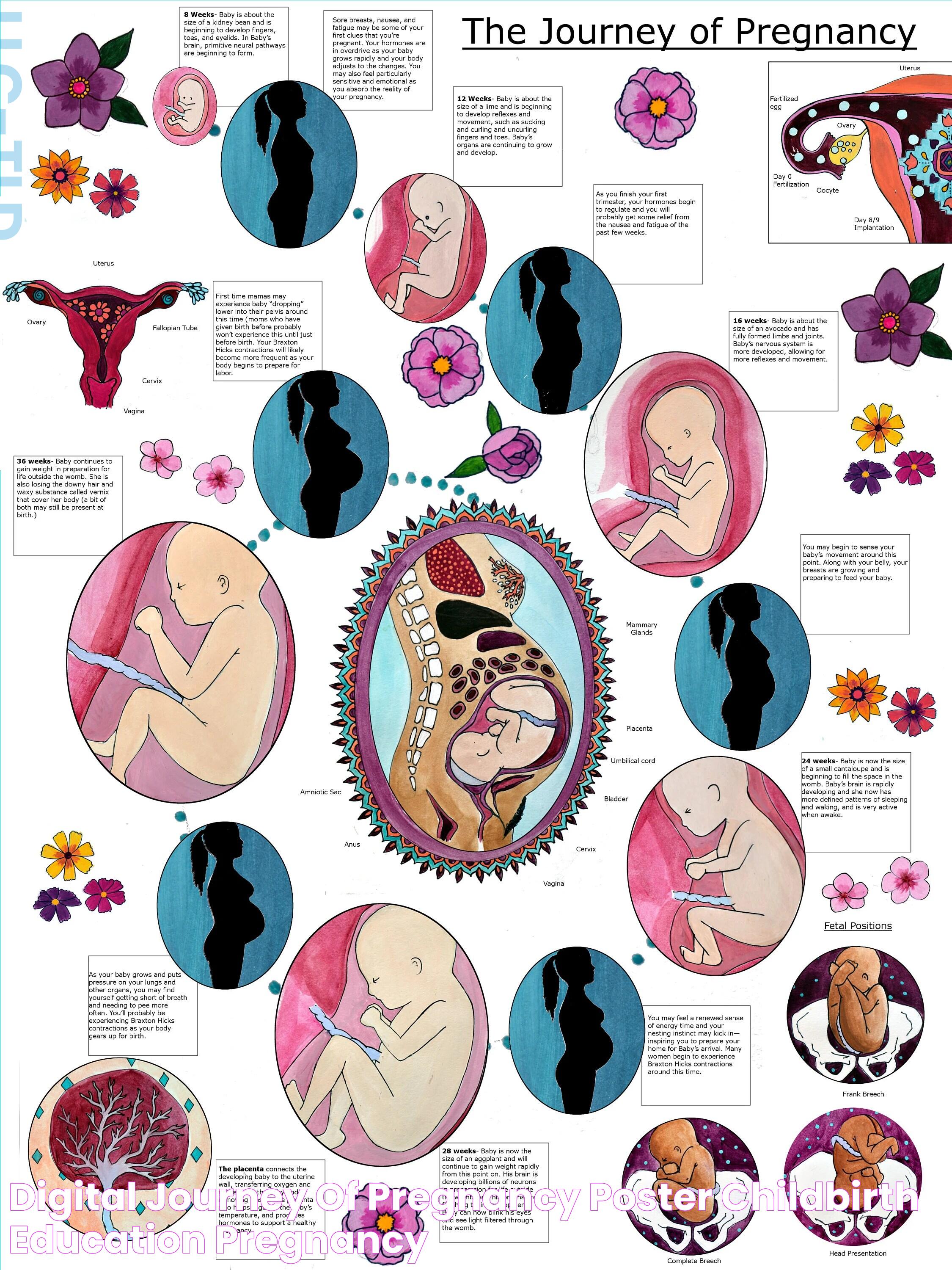 DIGITAL Journey of Pregnancy Poster/ Childbirth Education/ Pregnancy